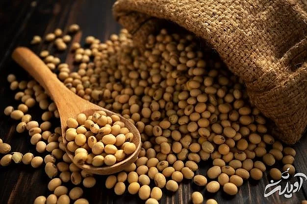 سویا از مواد غذایی سرشار از آهن دانه های سویا
